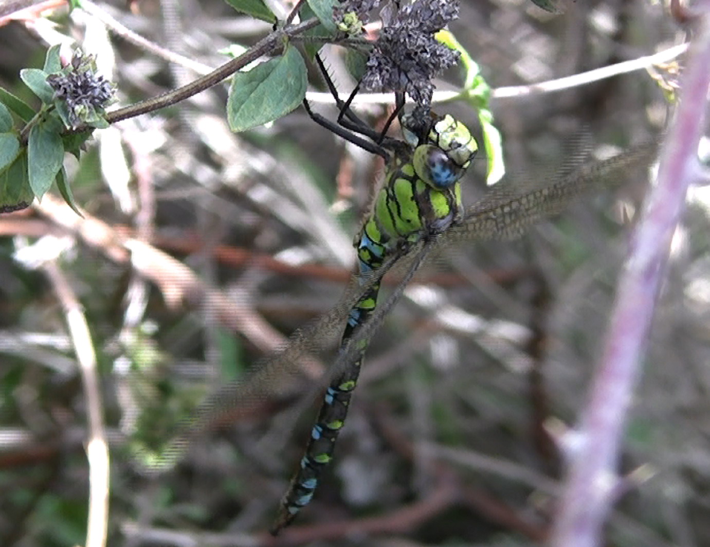 Libellula da identificare
